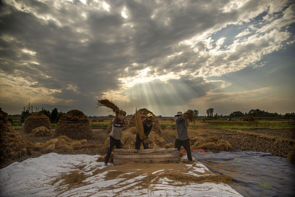 APTOPIX India Kashmir Agriculture